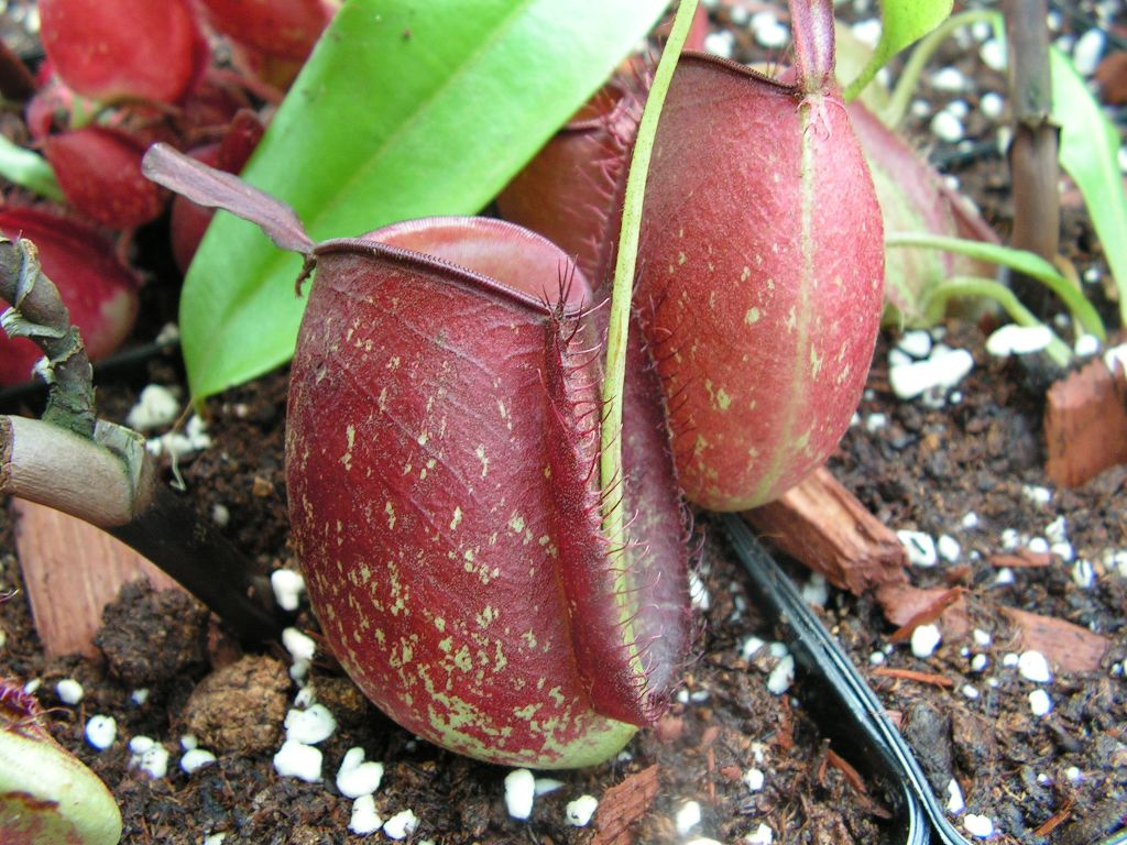 nepenthes ampullaria bruneired