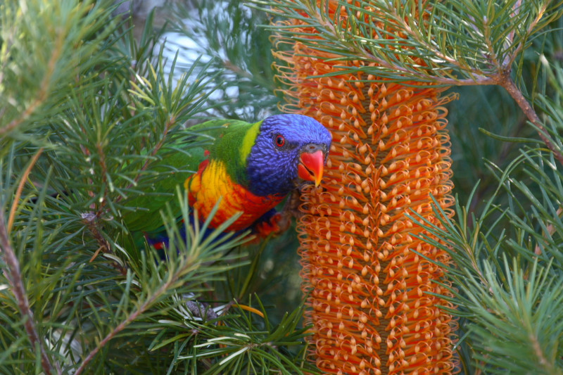 rainbow lorikeet