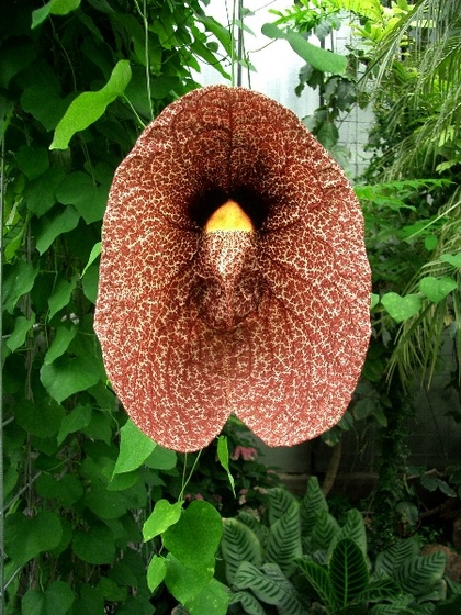 Aristolochia gigantea Pfeifenwinde 2