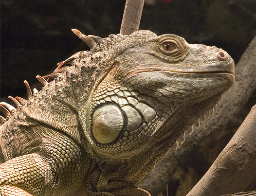 live-green-iguana-iguana-iguana-on-exhibit