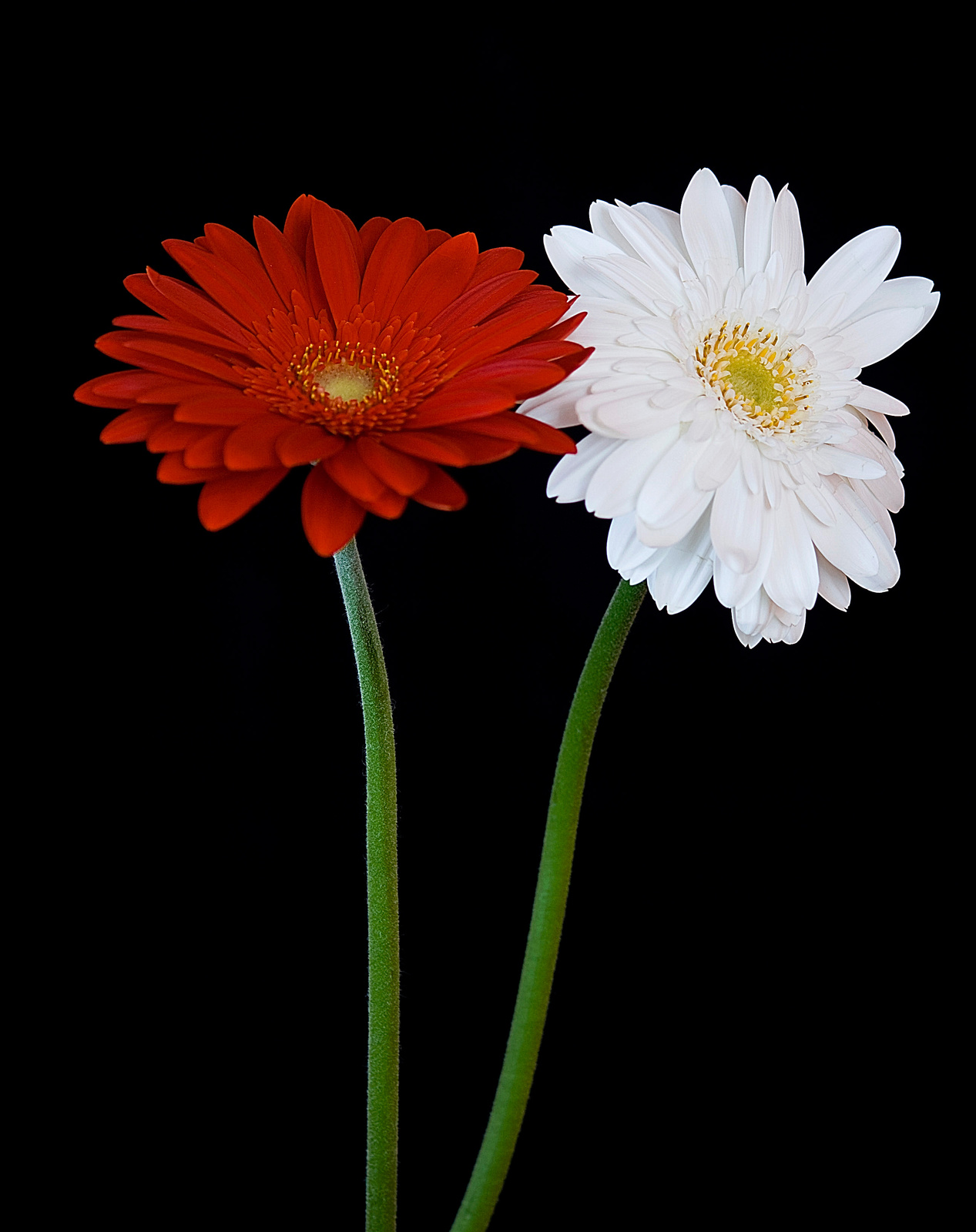 Gerbera