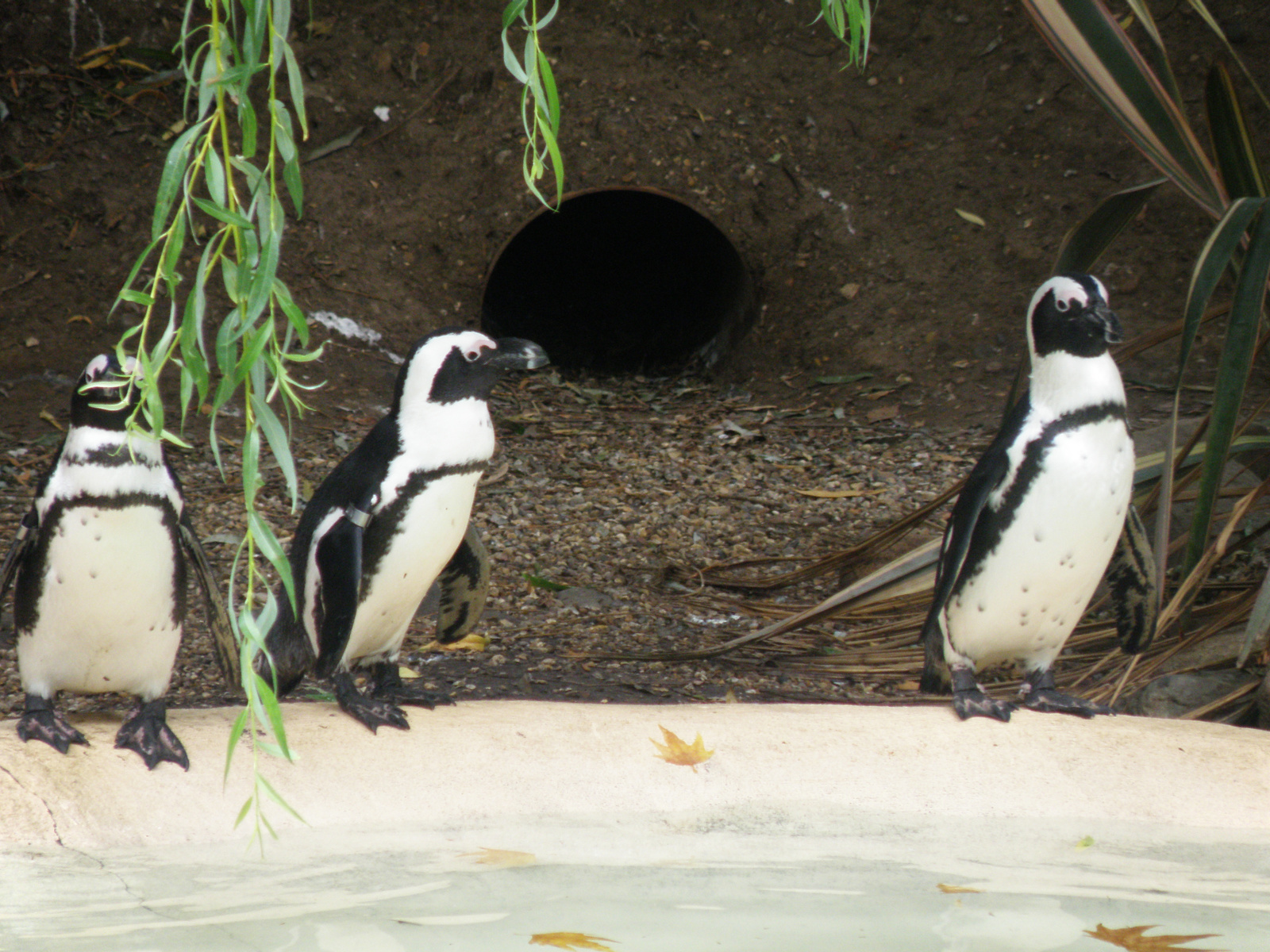 London Zoo