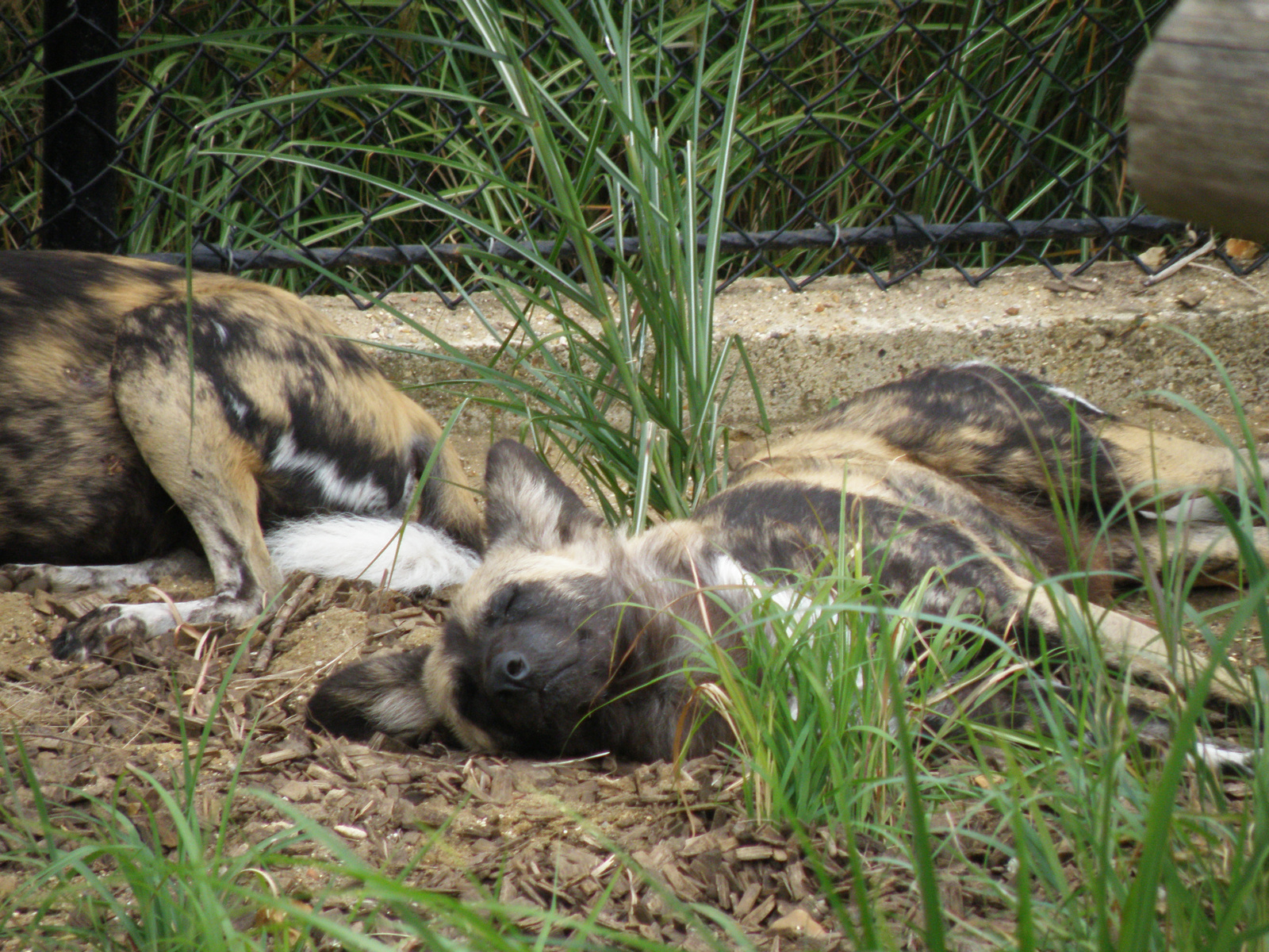 London Zoo