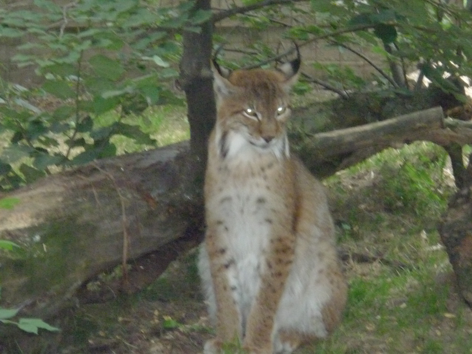 2010 Július 07 Kecskemét Vadaspark, cica