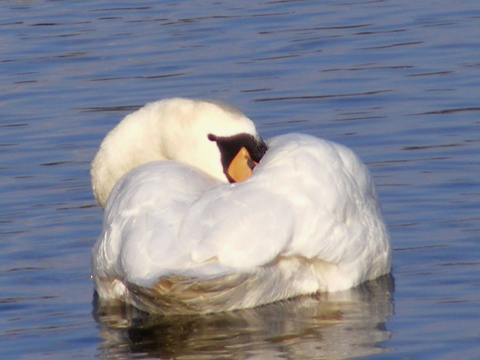 2010 02210205 Aludnék, ha hagynál