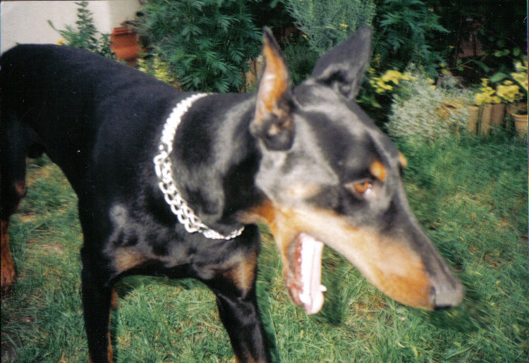 Basika, a dobermann ásít