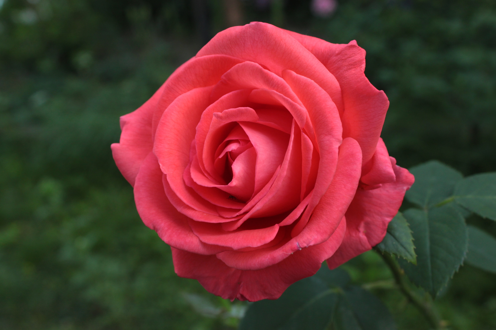 Rózsa a kertemben