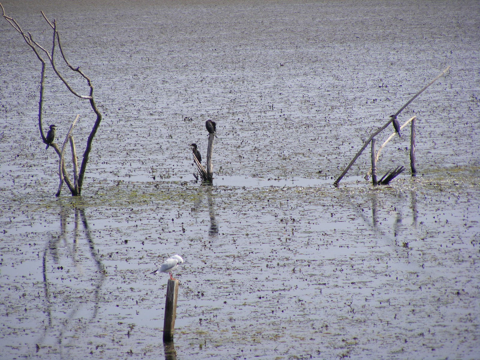 Tisza vizisétány 2009.09.12. 11-29-00