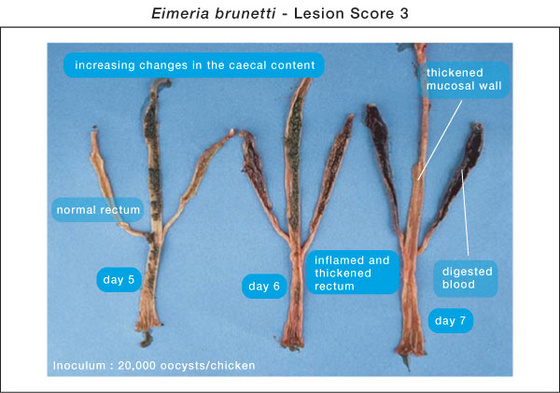 eimeria brunetti2