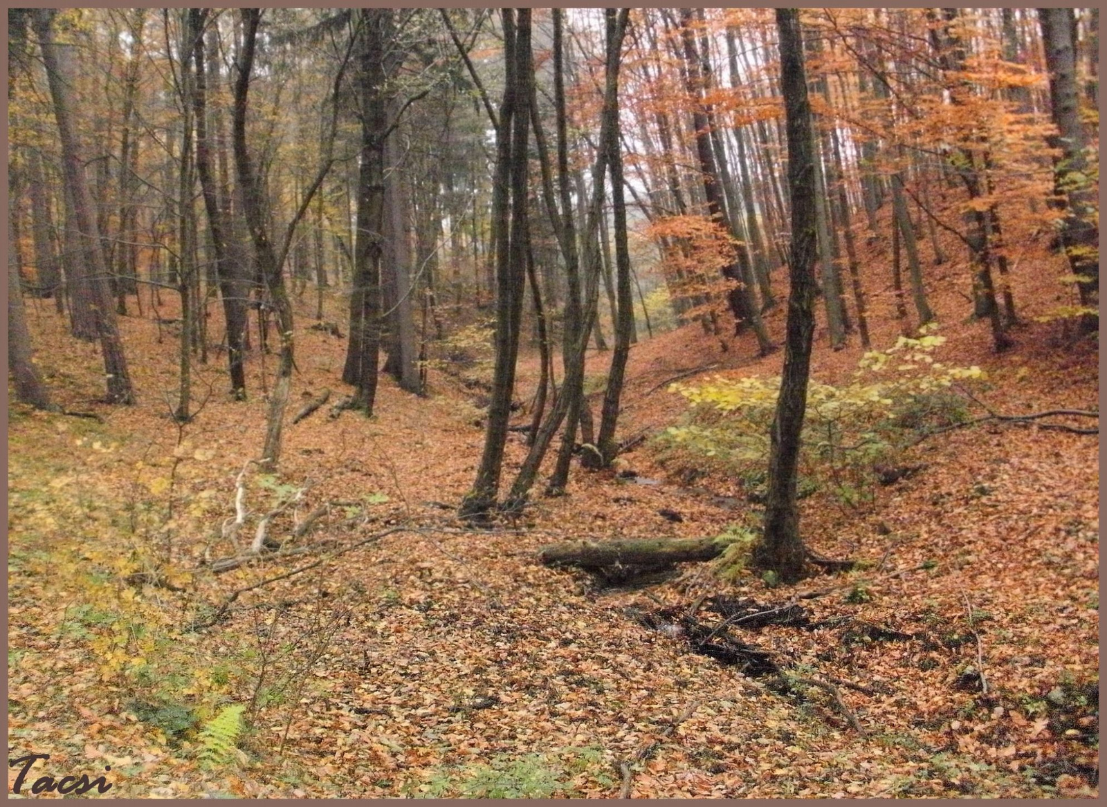 Késő őszi színek az erdőben