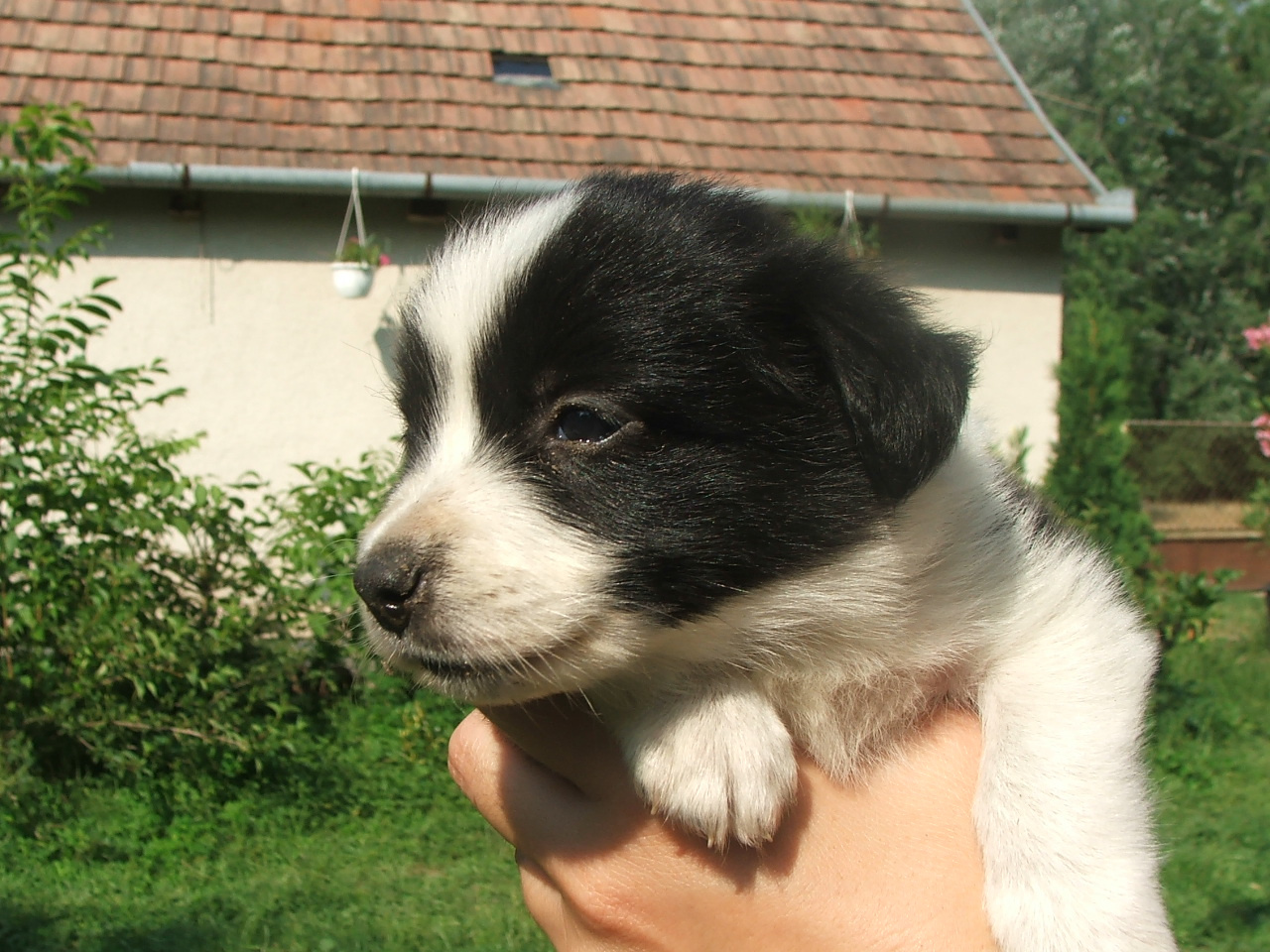 2011 .Lajosmizse-Forestry Farm 095