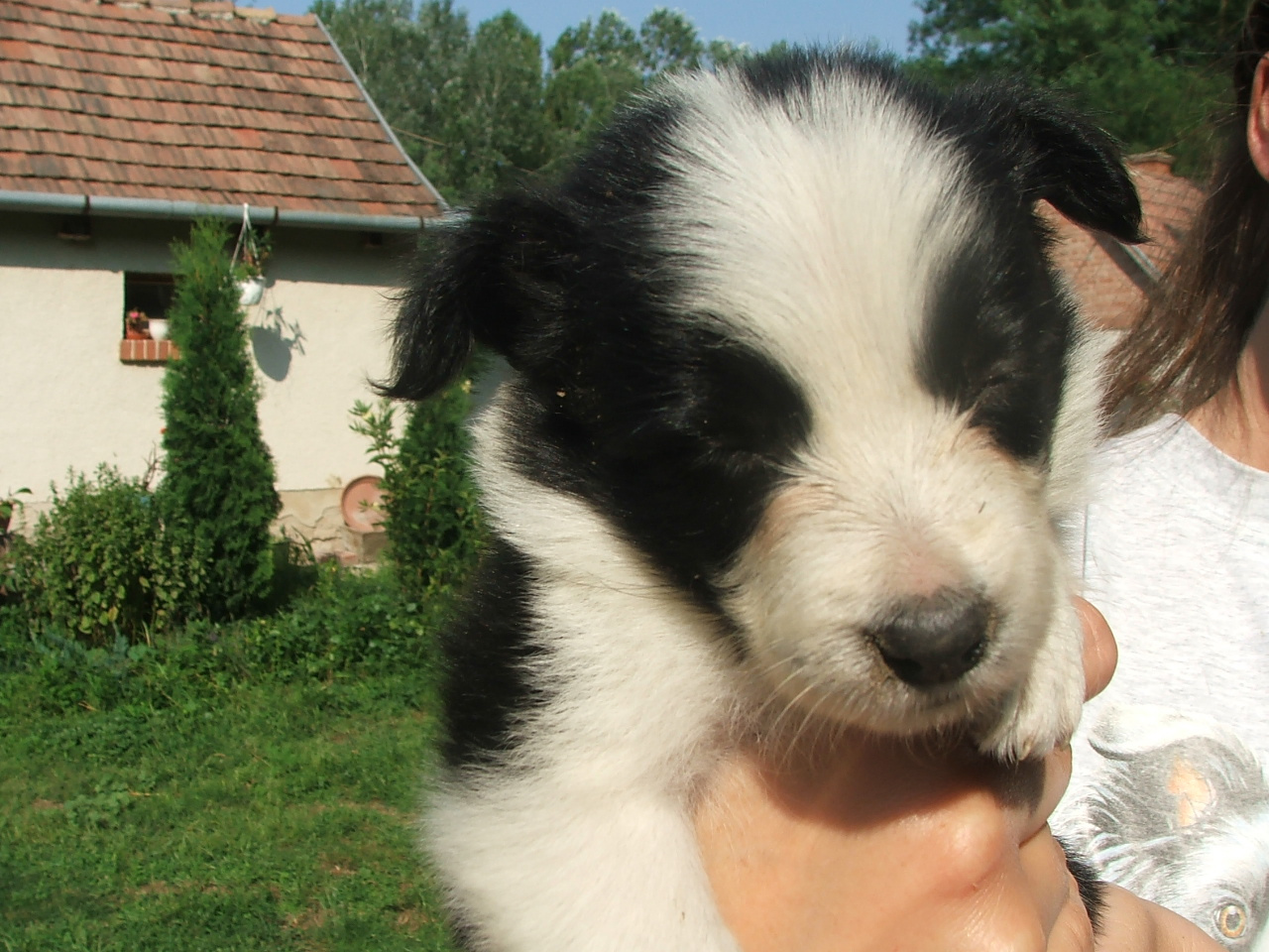 2011 .Lajosmizse-Forestry Farm 106