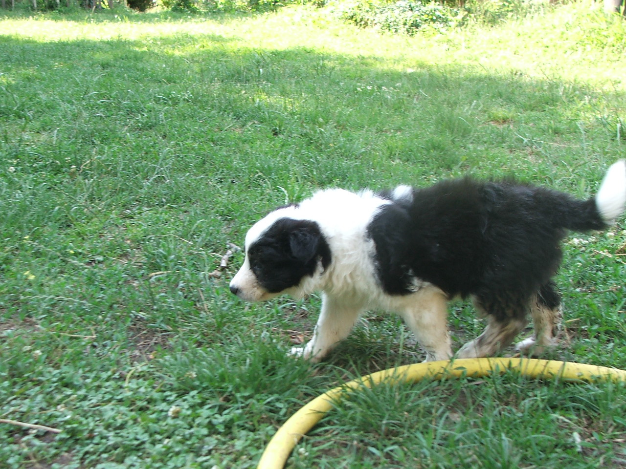 2011 .Lajosmizse-Forestry Farm 158