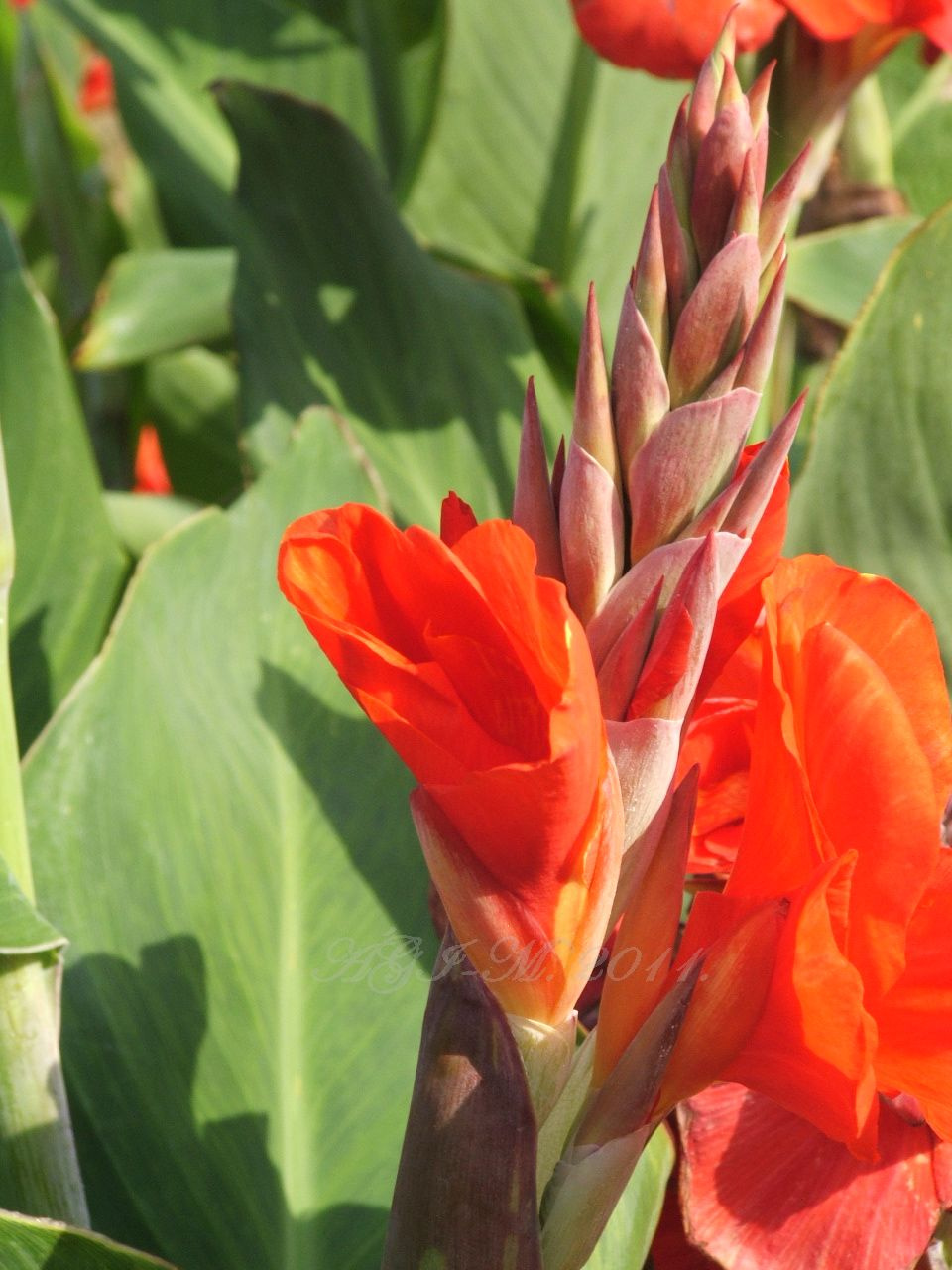 canna-2