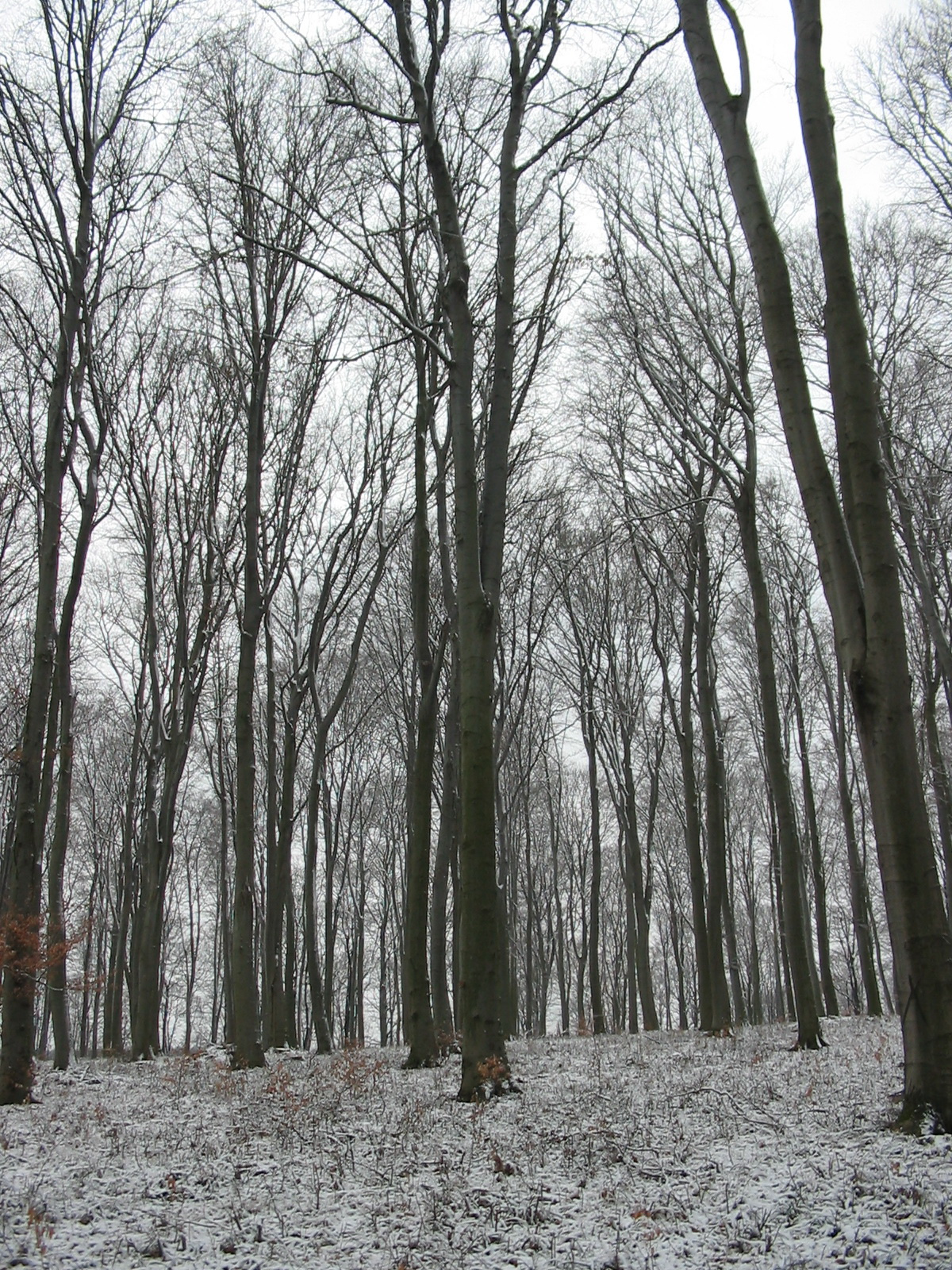 2011 01 22 H.Hetény-Pécs S. 008