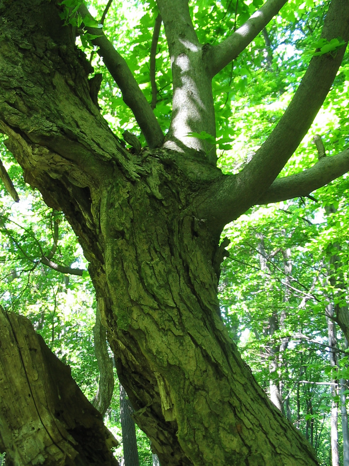 2011 05 07 Árpádt.-Hosszúh. 044