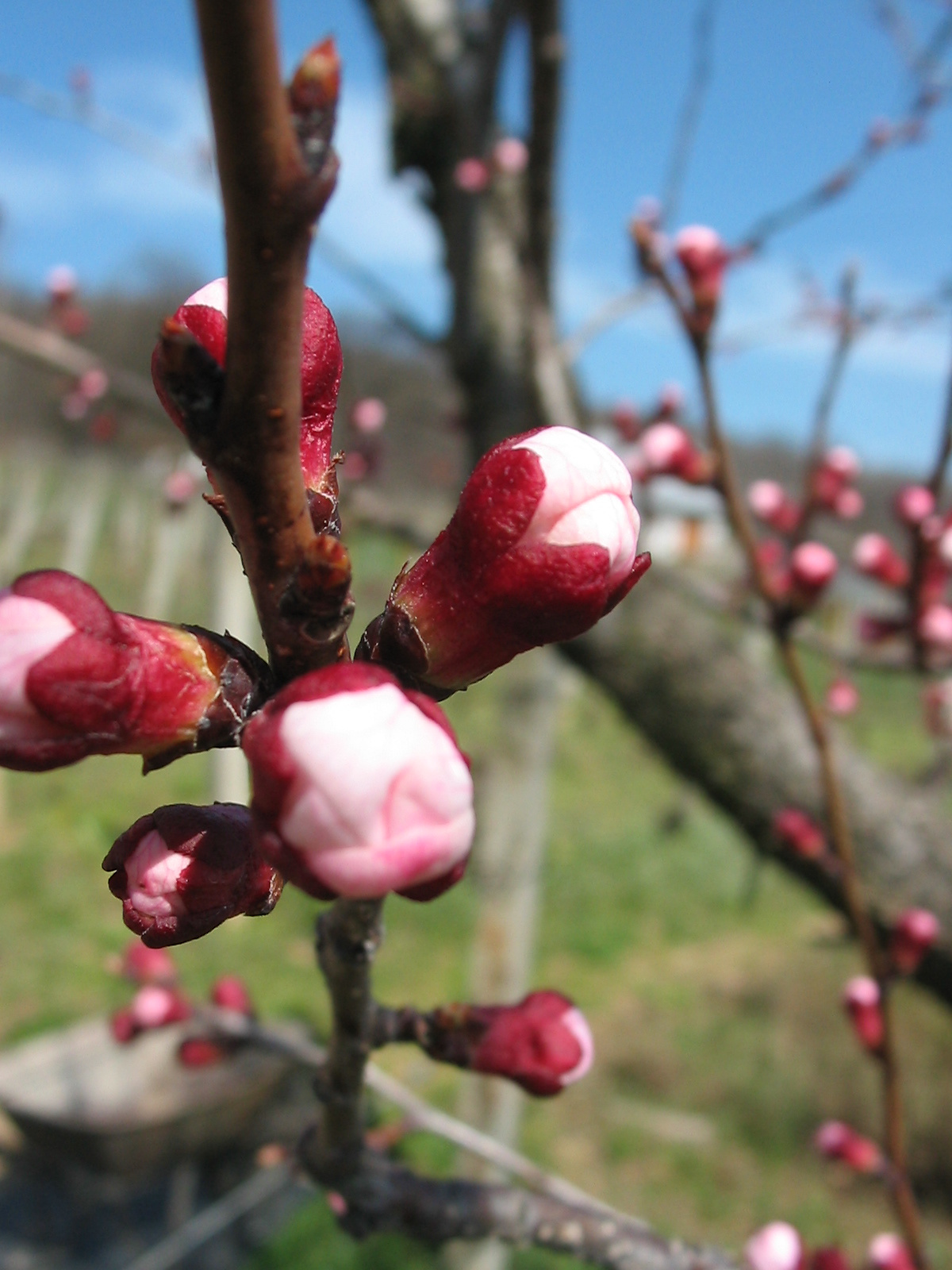 2009 04 02 szőlő 007