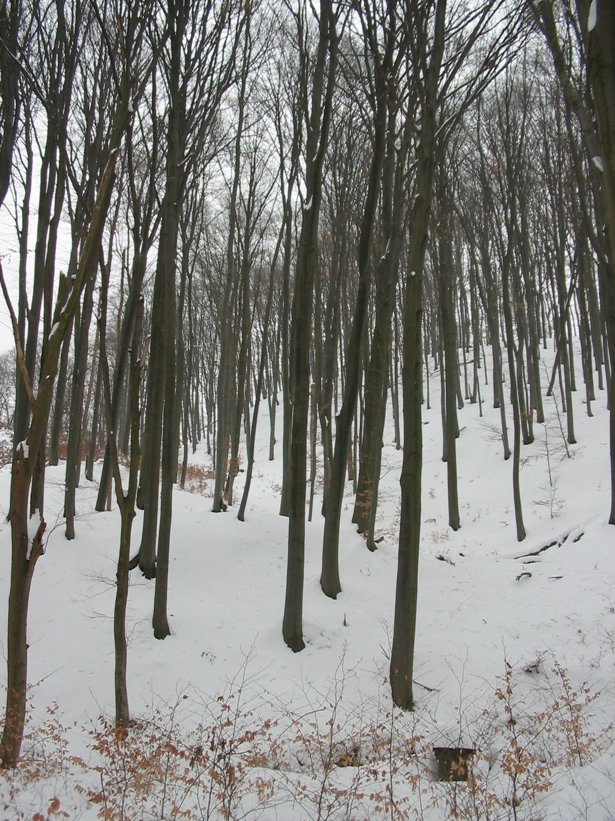 2010 02 15 Óbánya-Pécsvárad 118