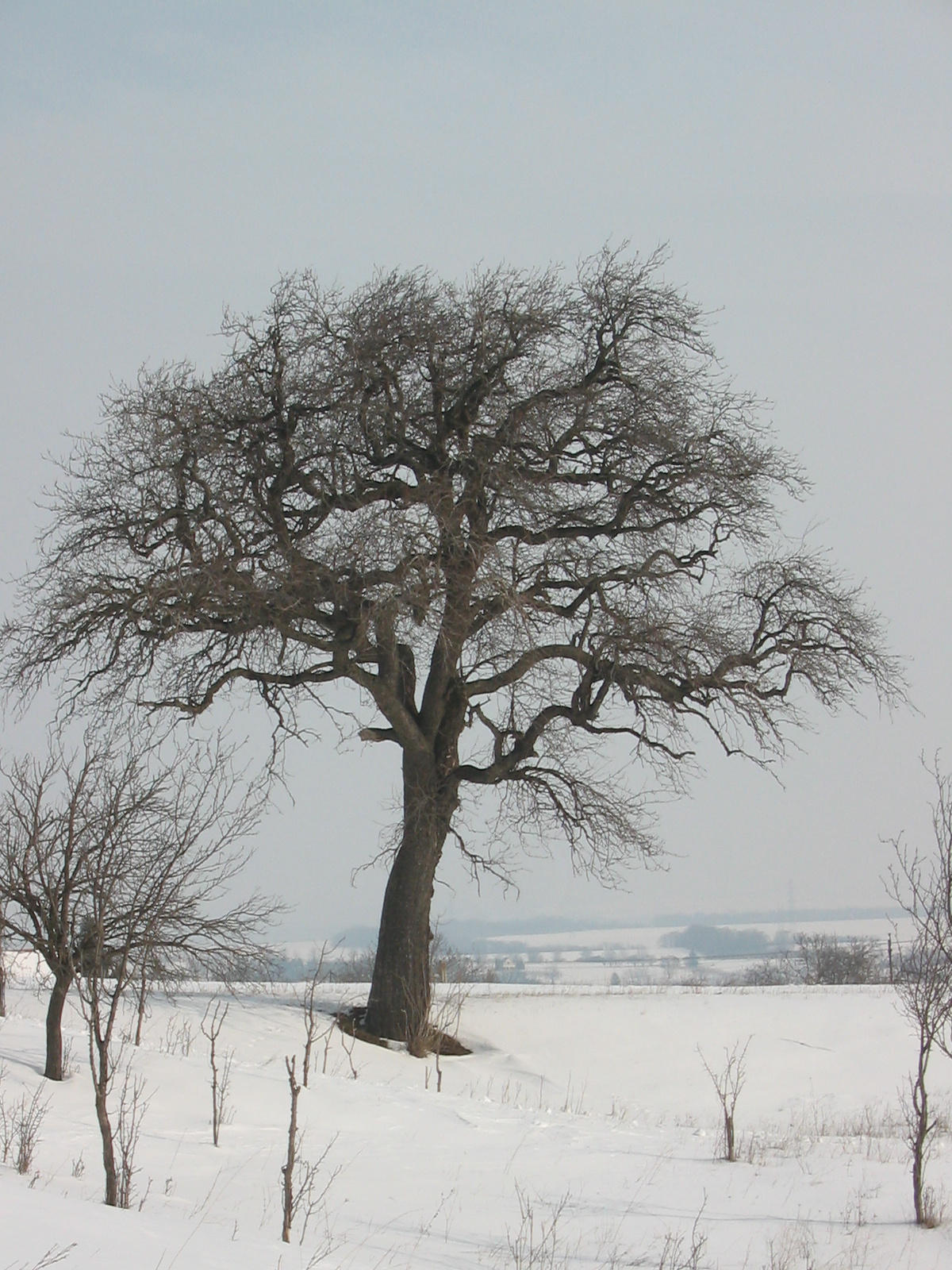 2010 02 15 Óbánya-Pécsvárad 151