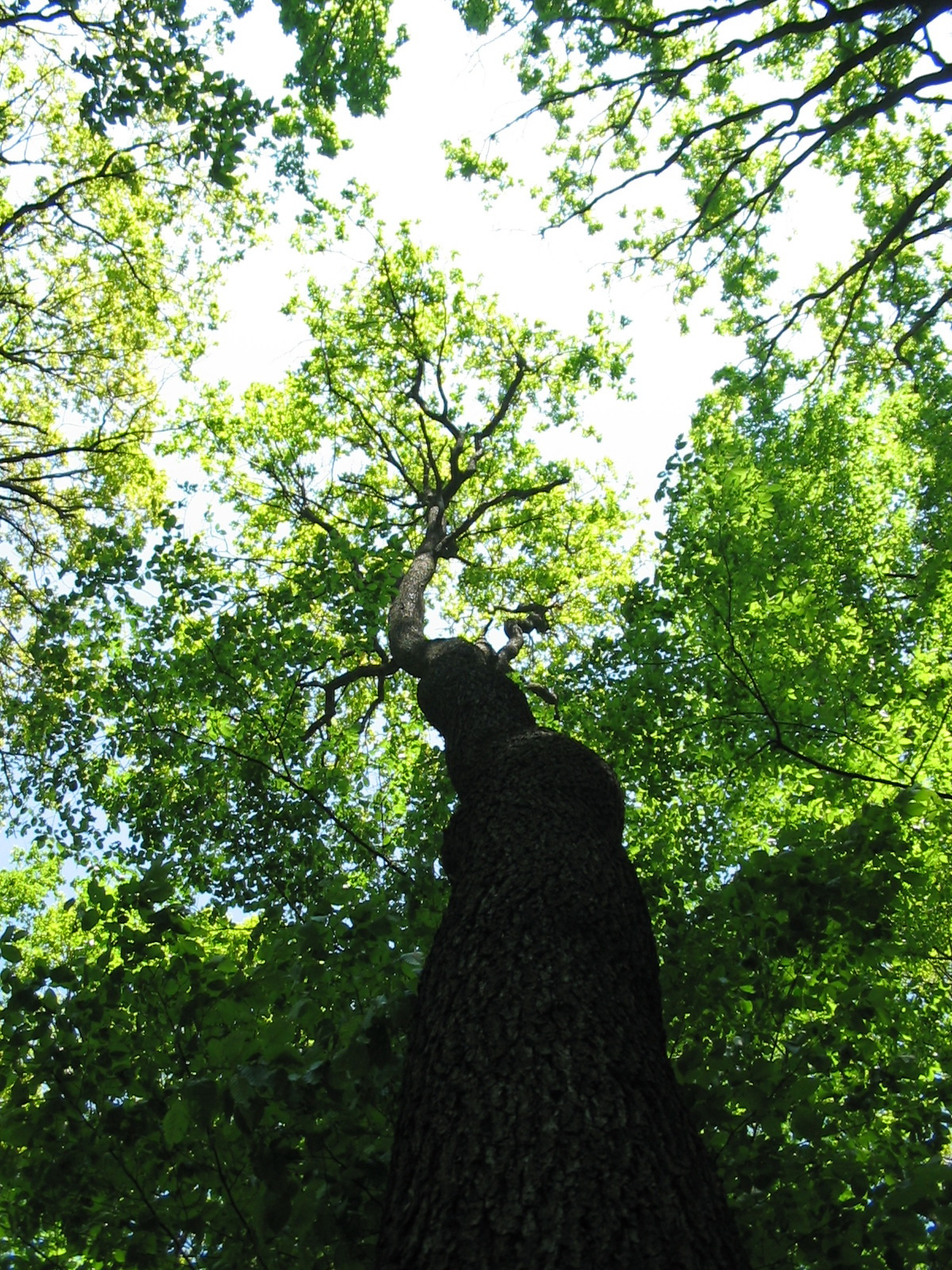 2010 05 01 Orfü-Gesztenyés 048