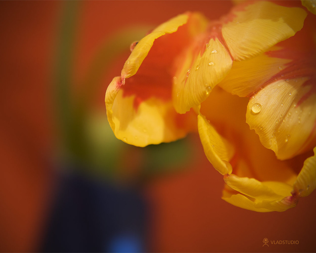 vladstudio springflower 1280x1024 121856