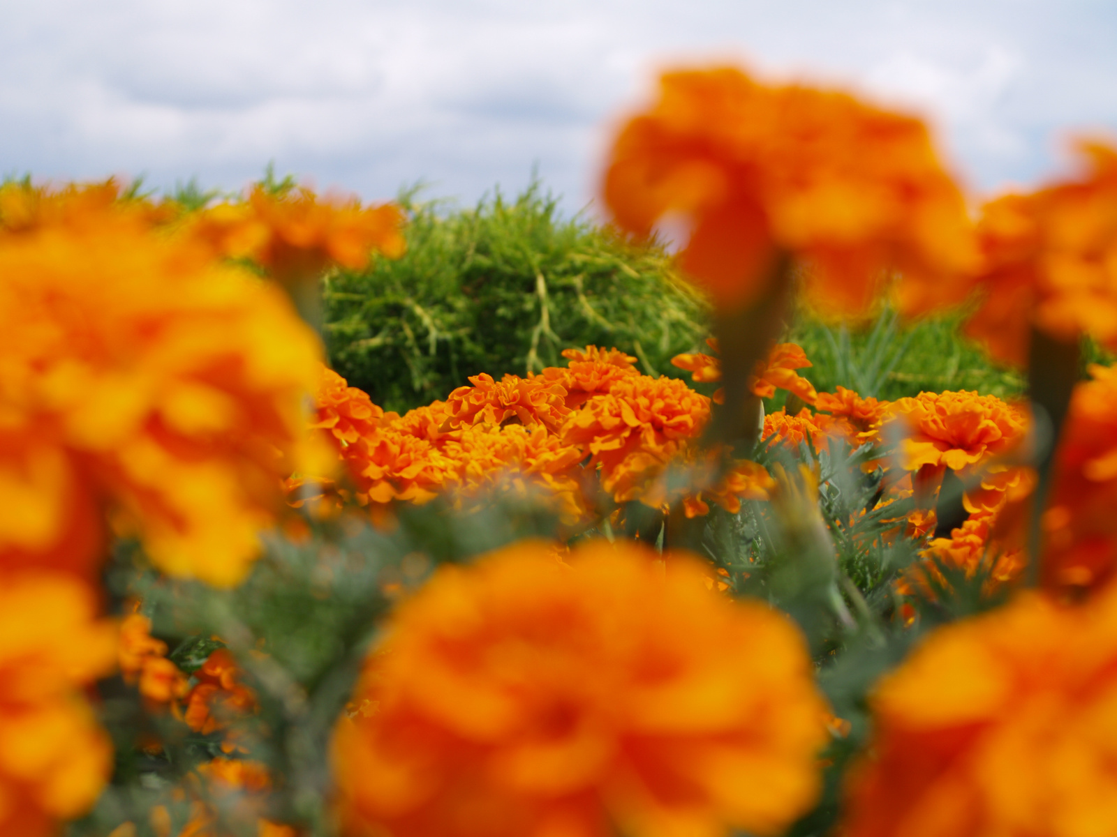 Flower, Flower, Green