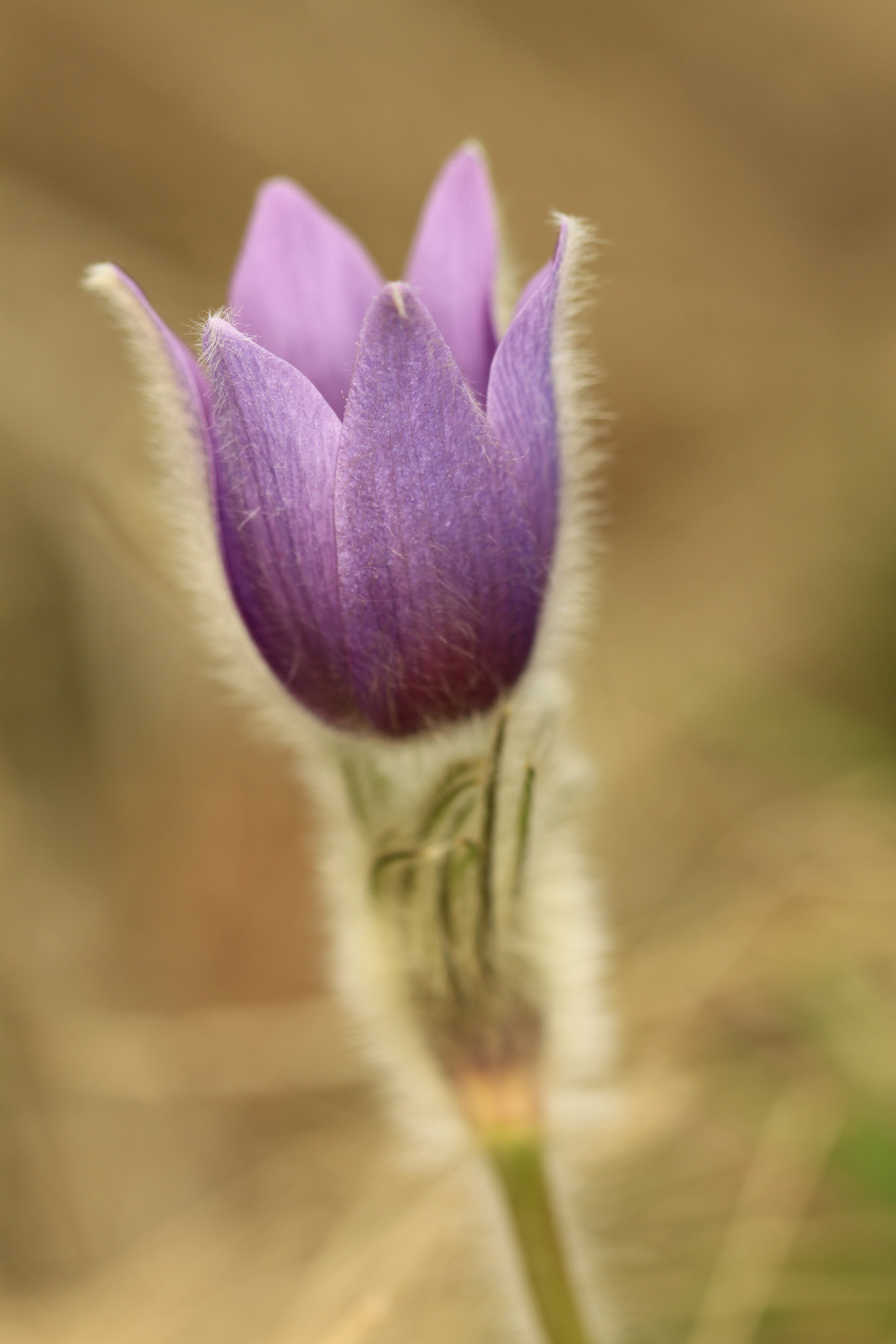 leánykökörcsin (Pulsatilla grandis)