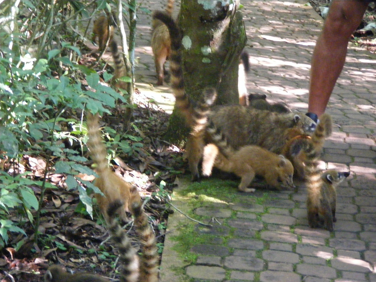 2010 0126Argentína0123