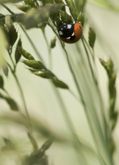 LadyBug