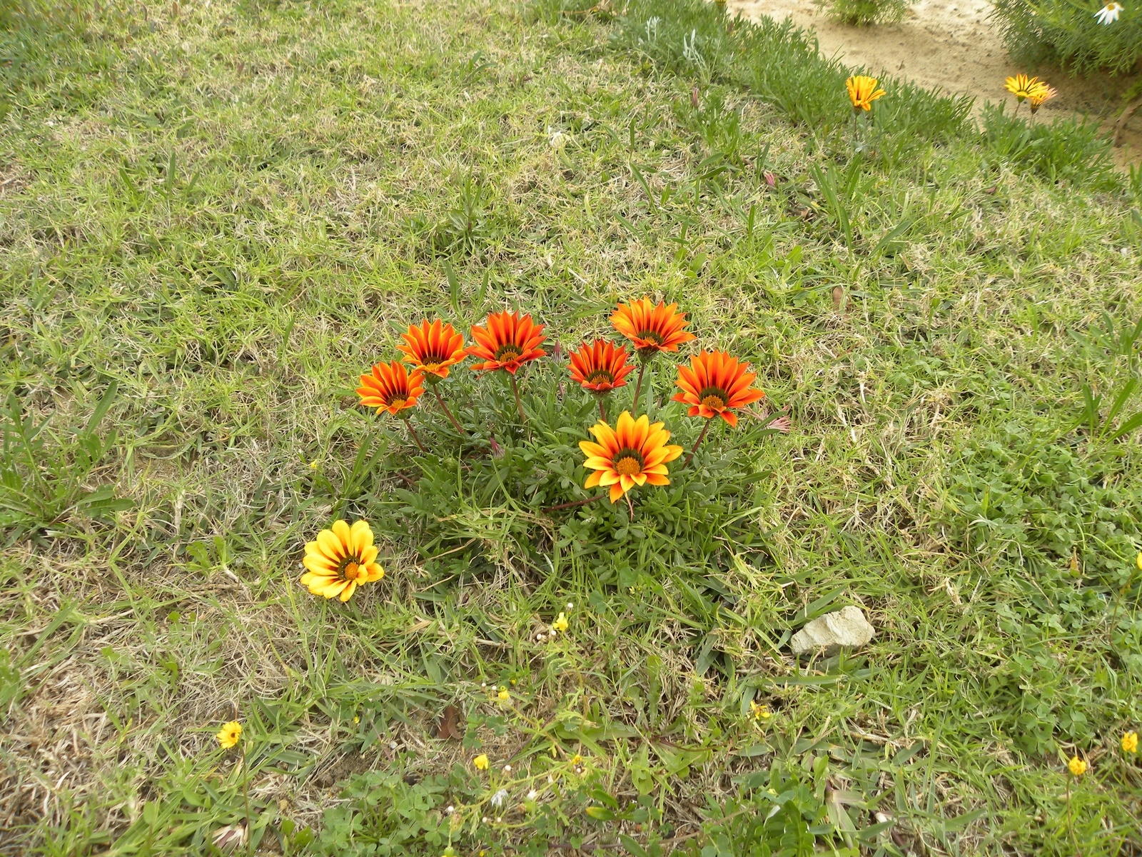 virágok