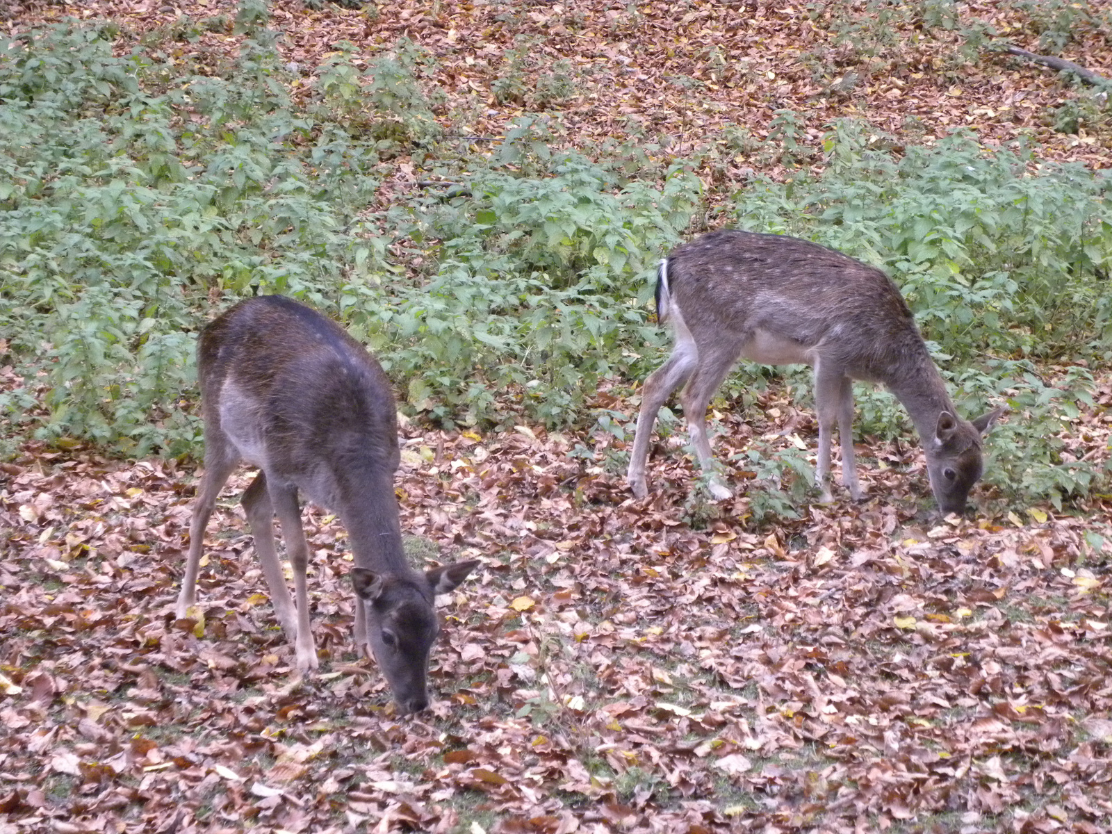 DSCN3347 őzek