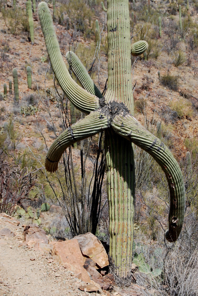 US 2011 Day01  035 Saguaro NP, AZ