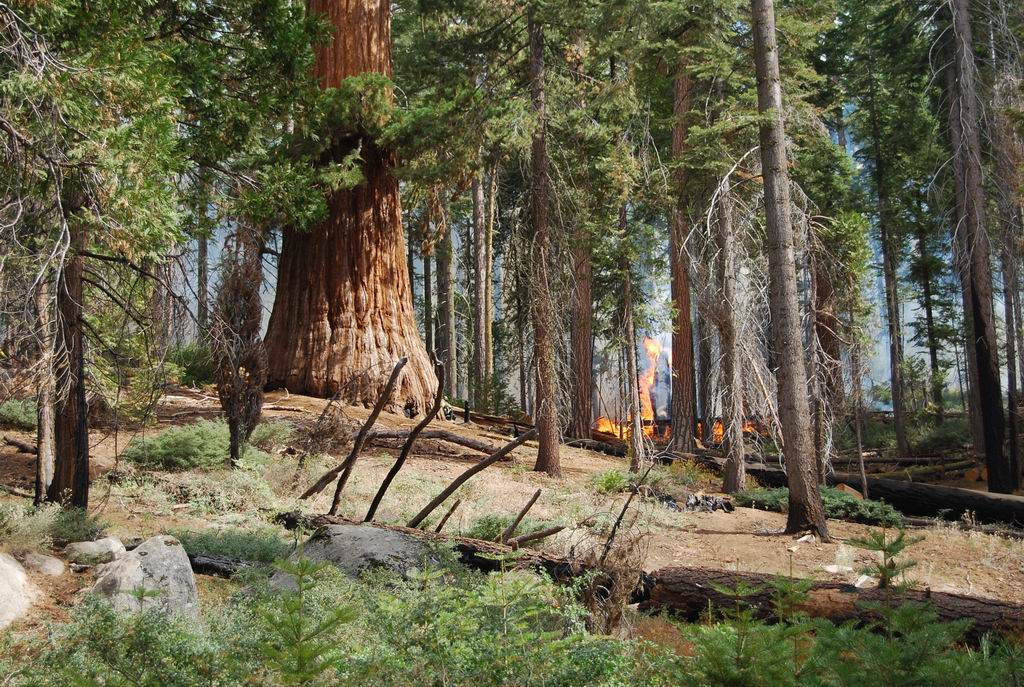 usa08 973 Mariposa Grove Of Giant Sequias, Yosemite NP, CA