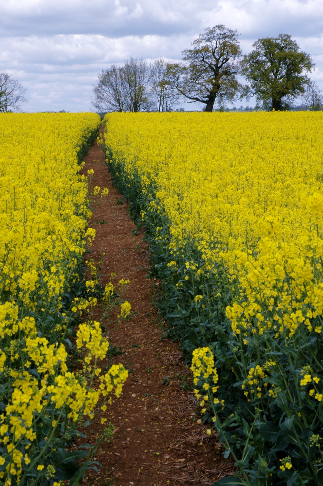 Footpath