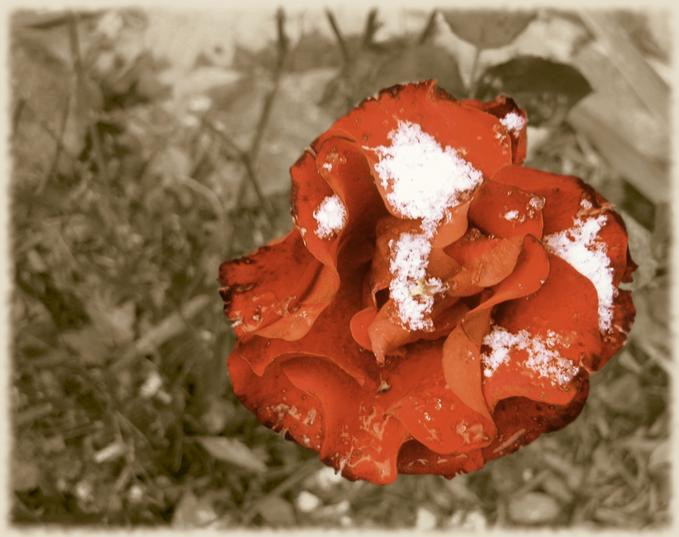 frozenrose