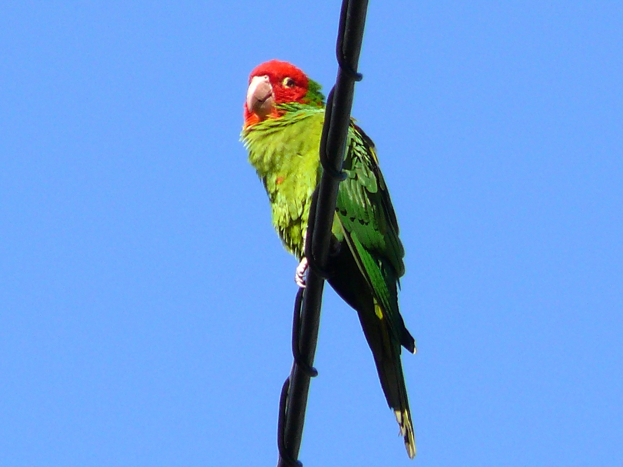 Parrots26.JPG