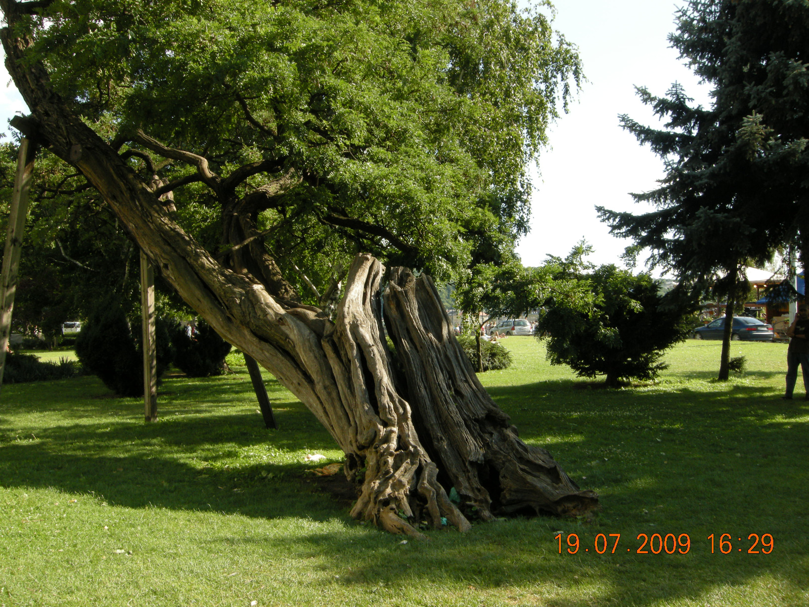 .Sokat megélt öreg fa