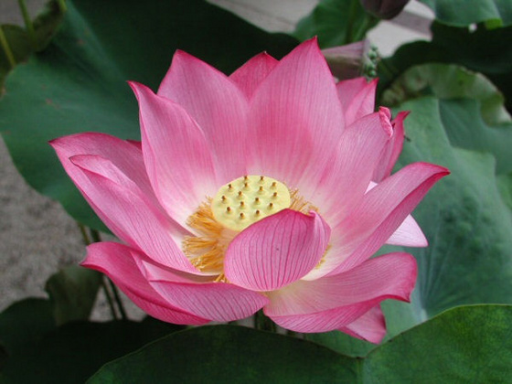 lotus