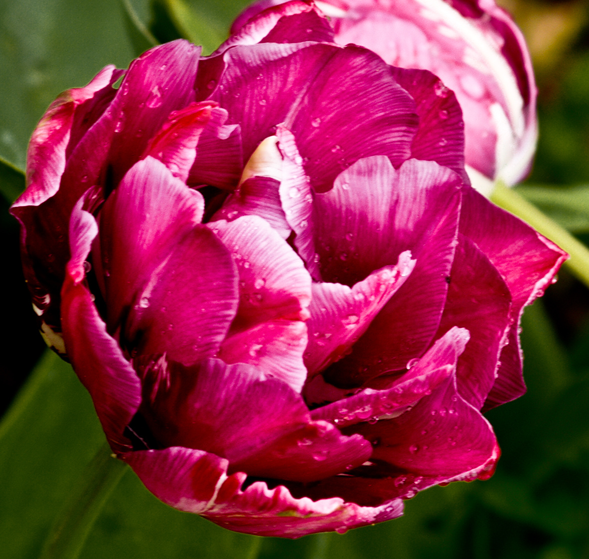 tuliplila