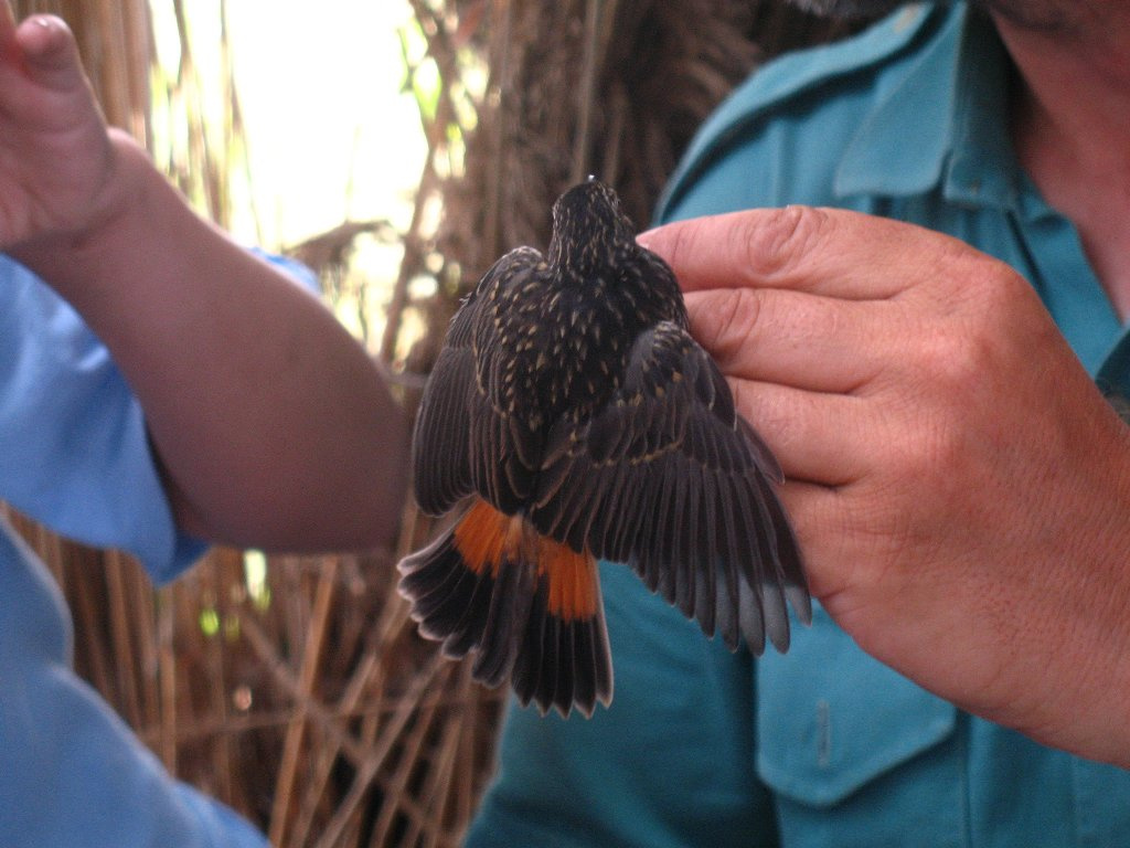 Fiatal kékbegy