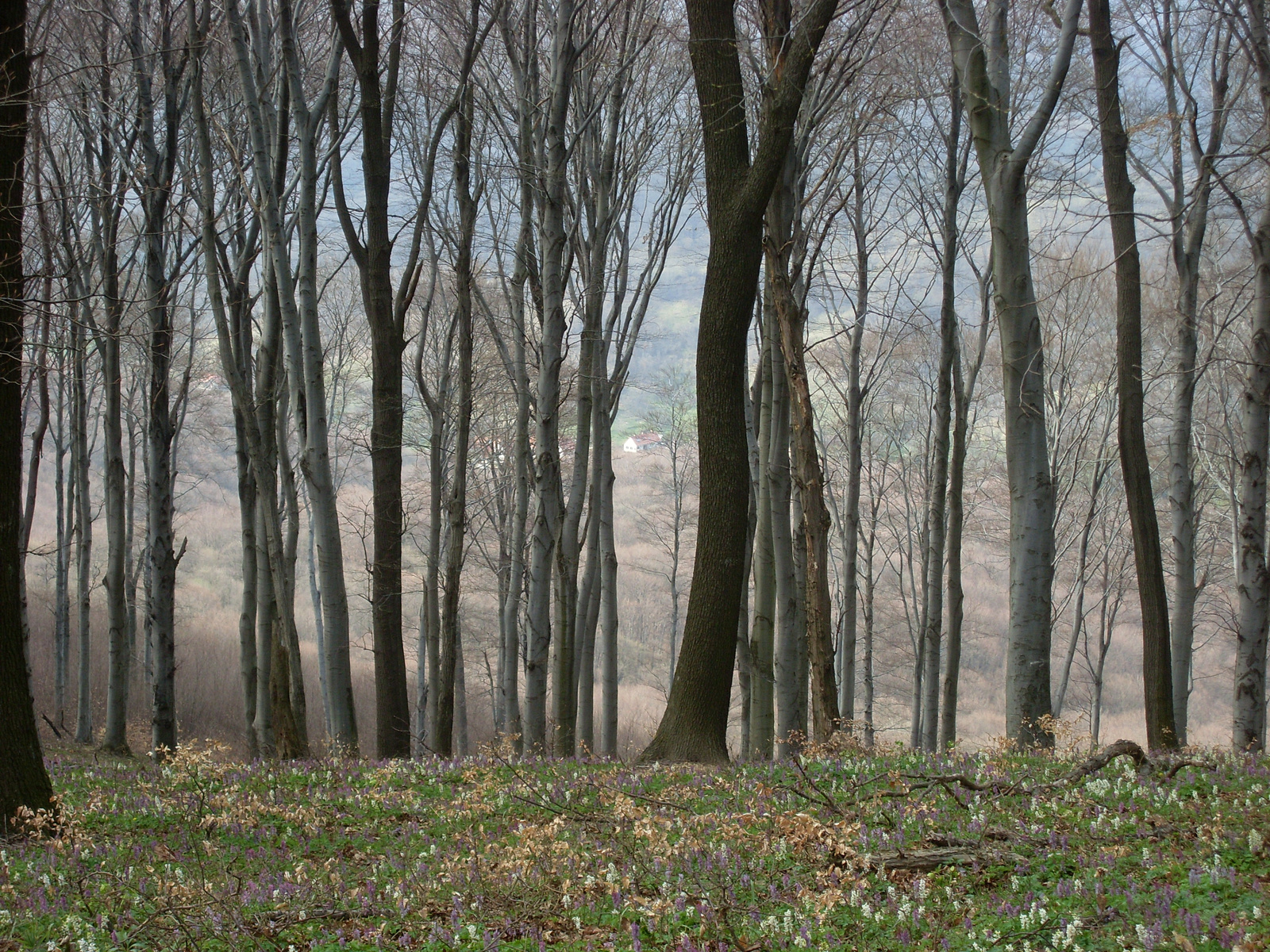 Festmény