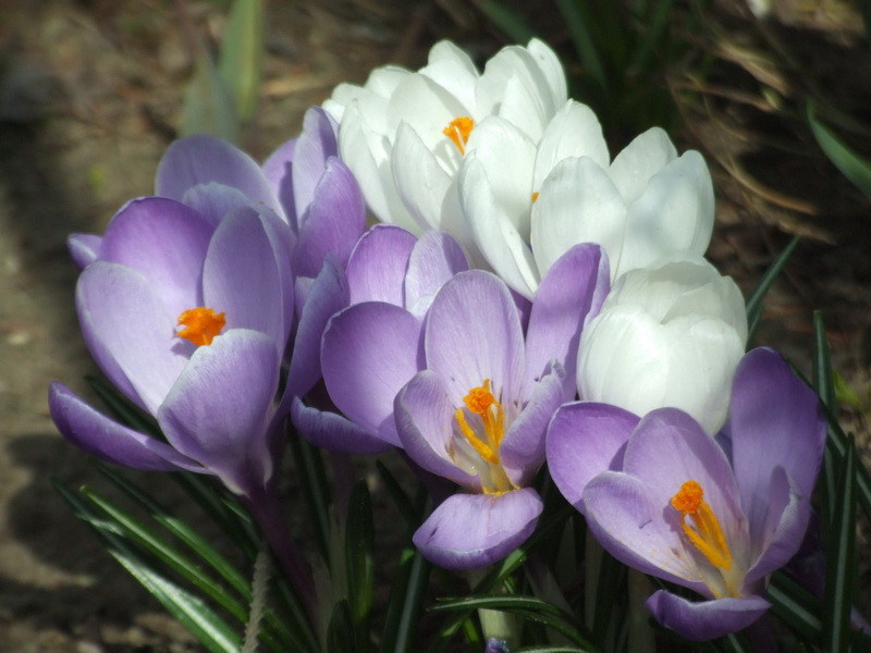 Crocus 1