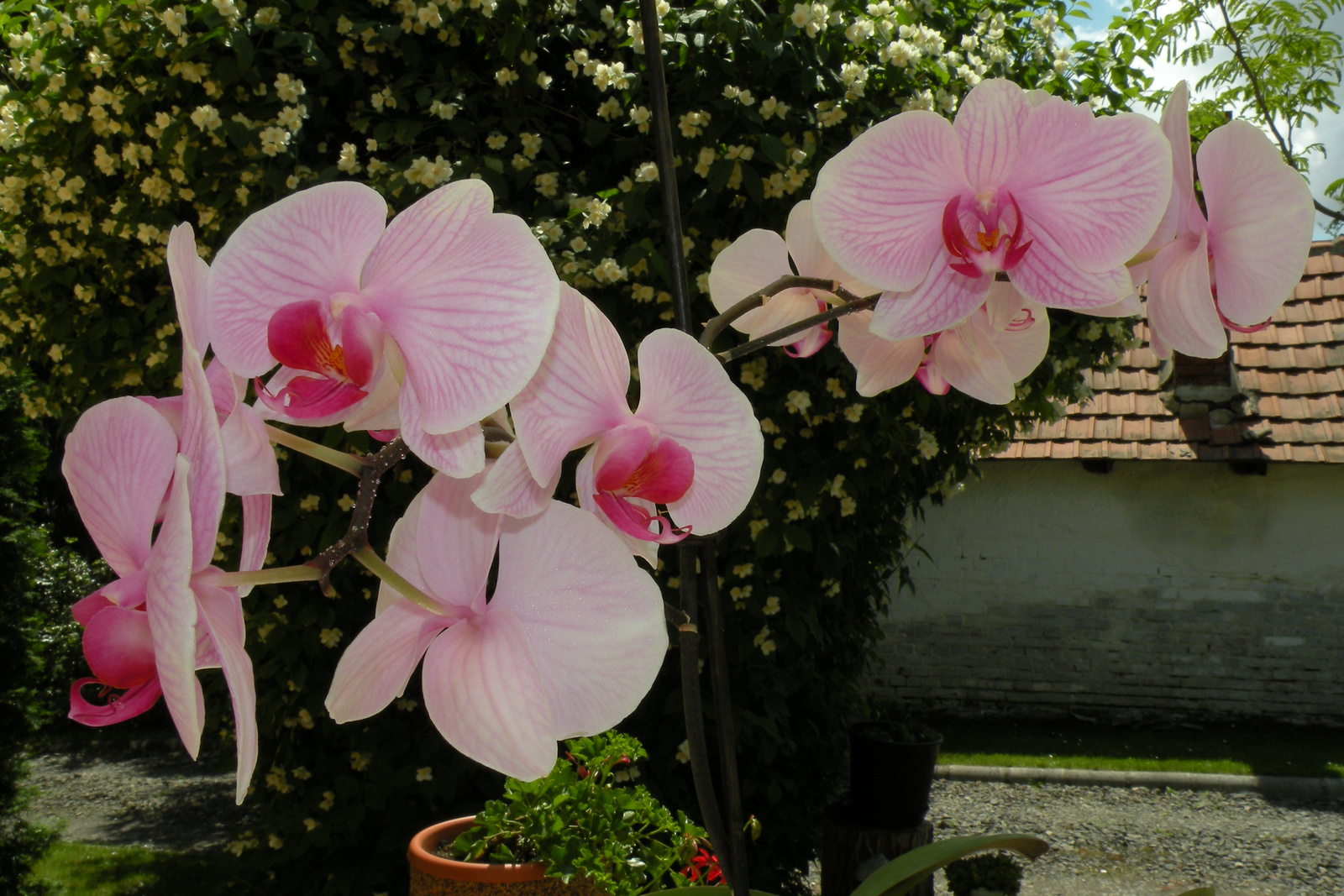 Orchidea