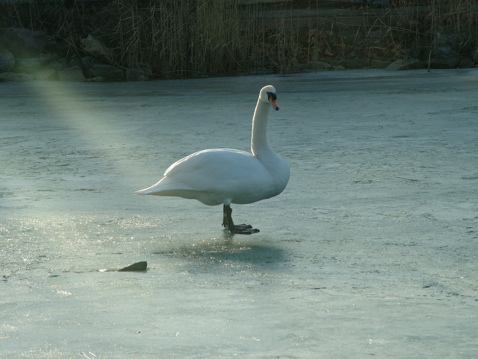 2009.január 053