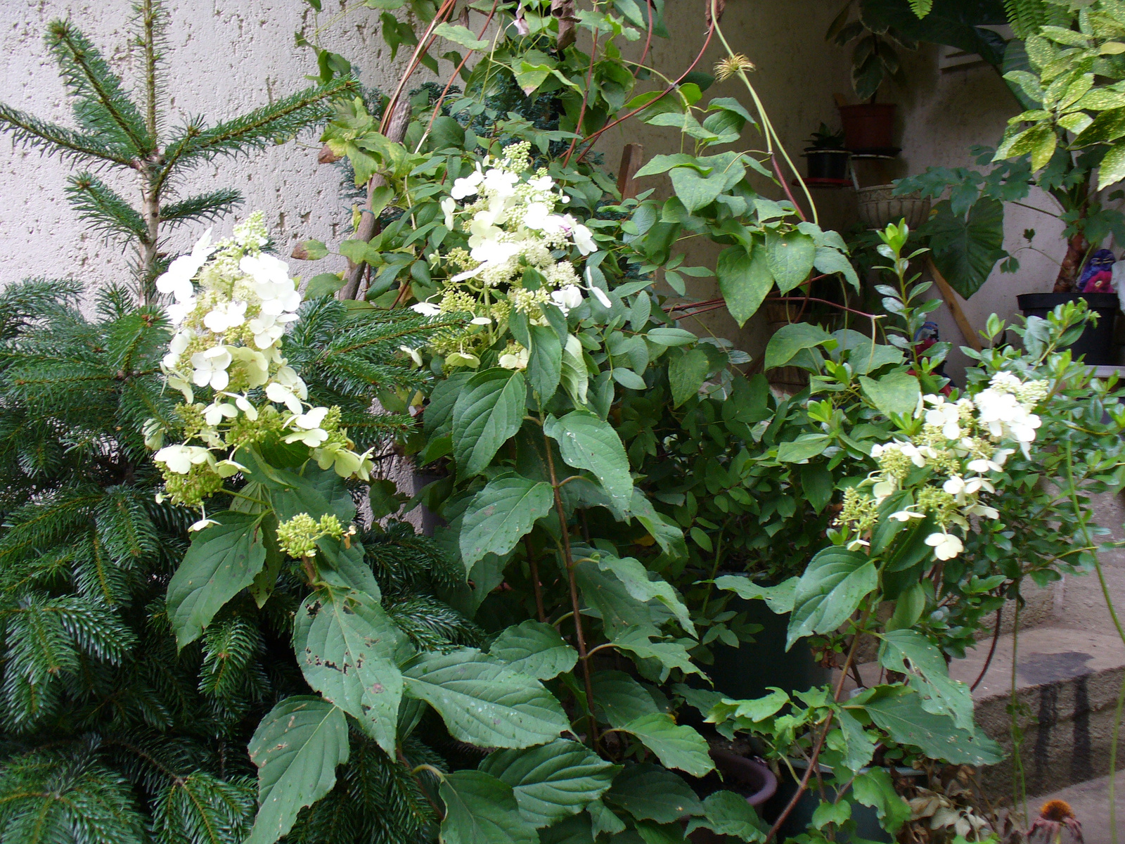 Hydrangea paniculata 'Tardiva'