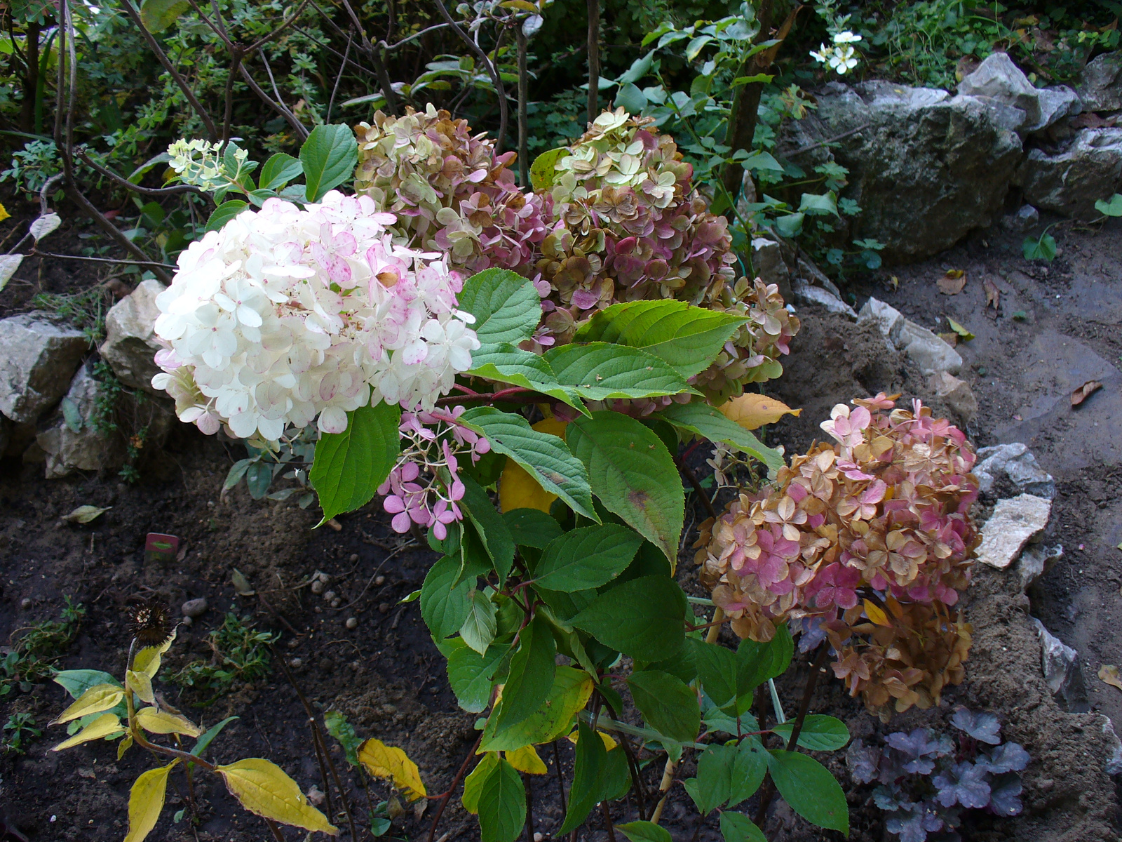 Hydrangea paniculata 'Vanille Fraise'