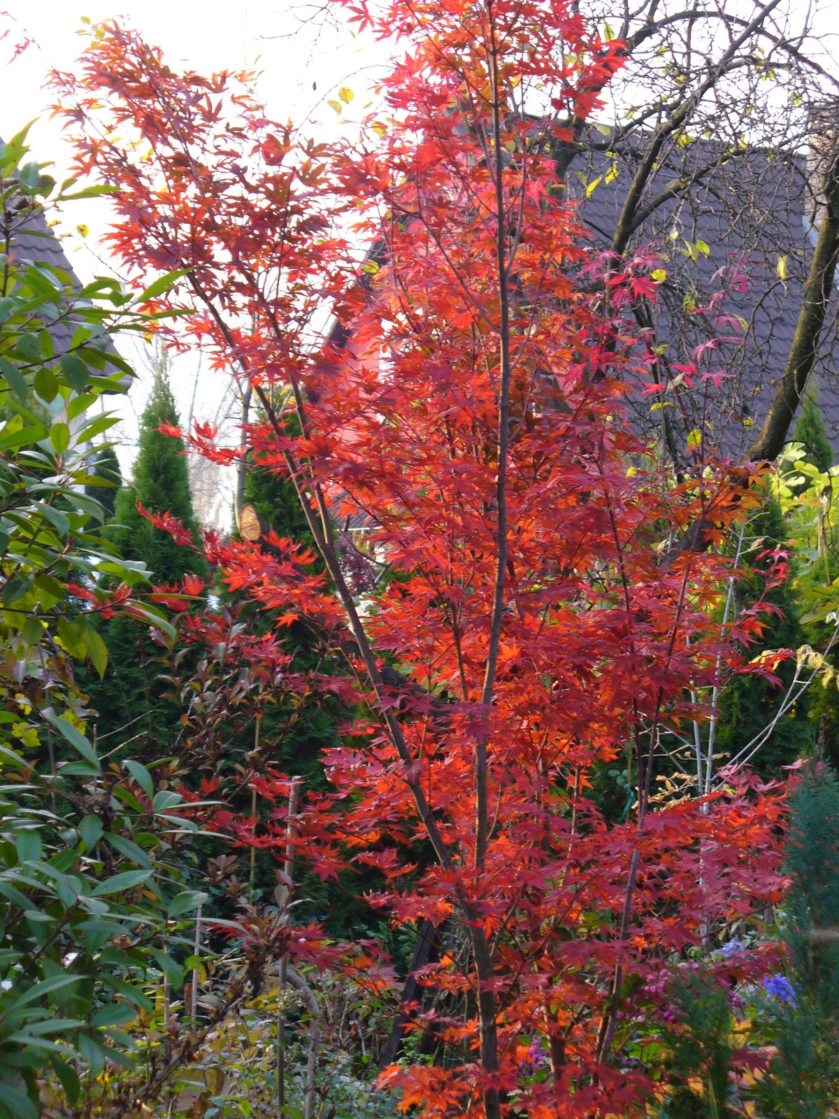 Acer palmatum 'Atropurpureum'