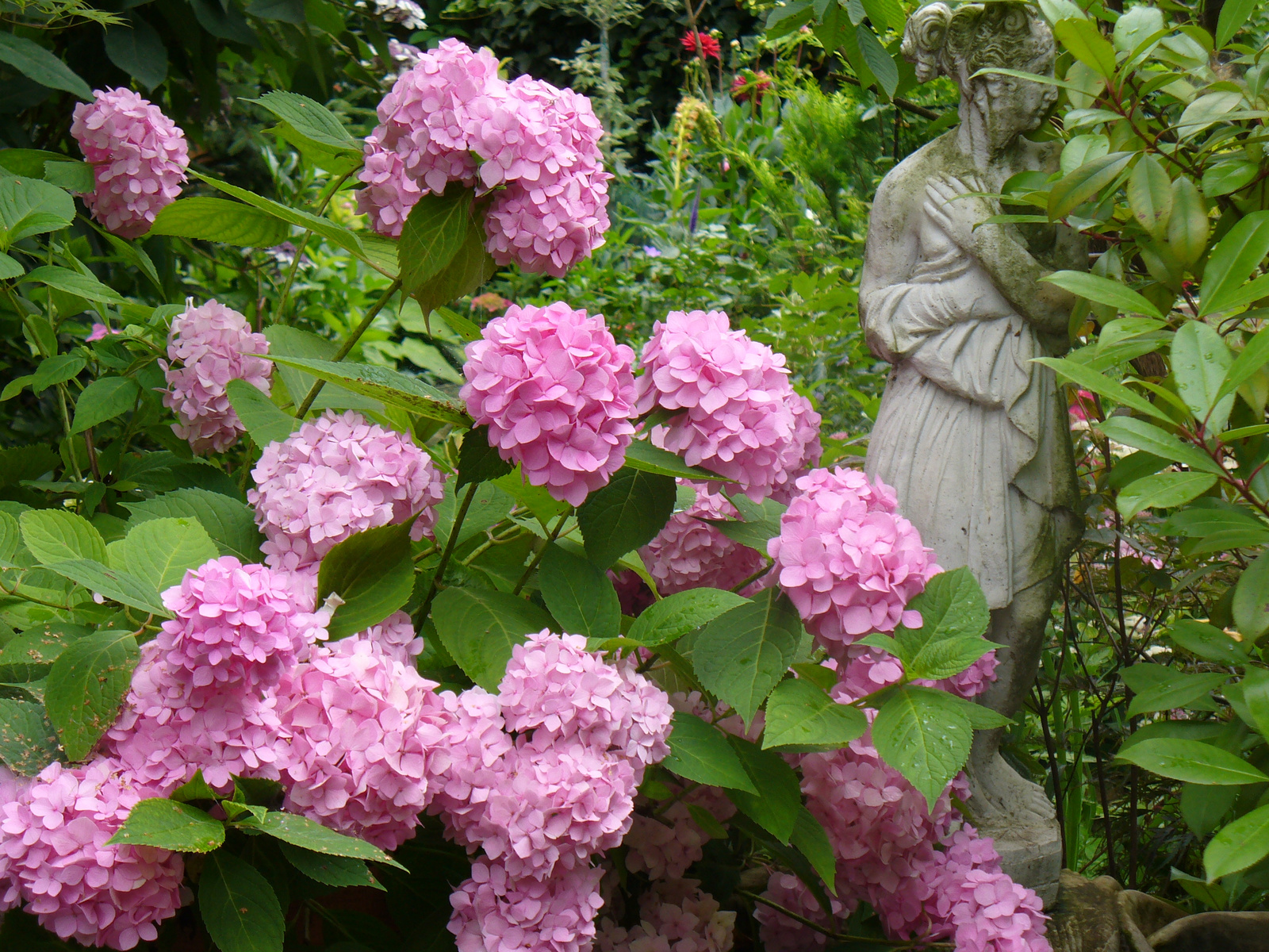 Hydrange macrophylla 'Endless Summer'