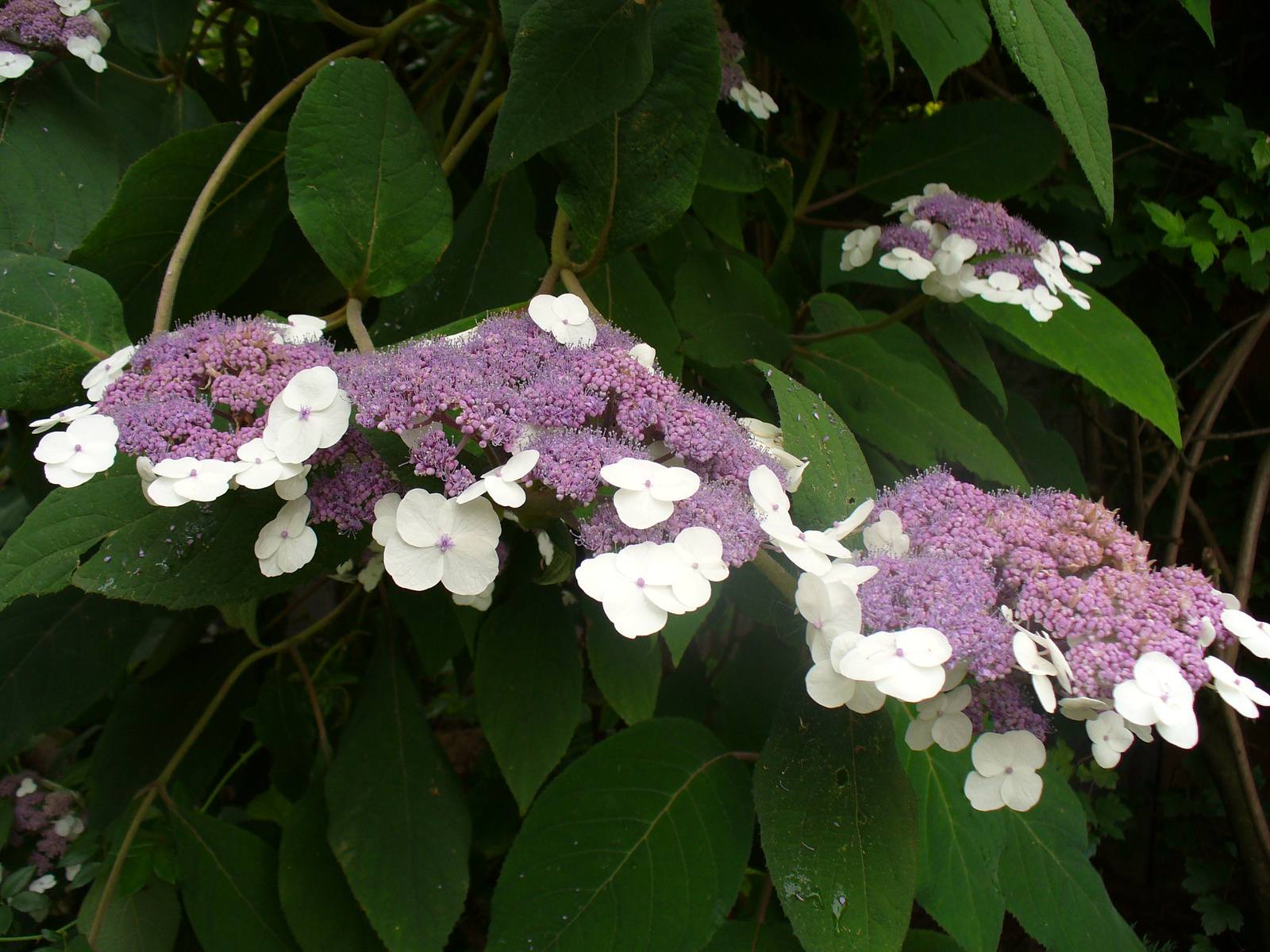 Hydrangea aspera