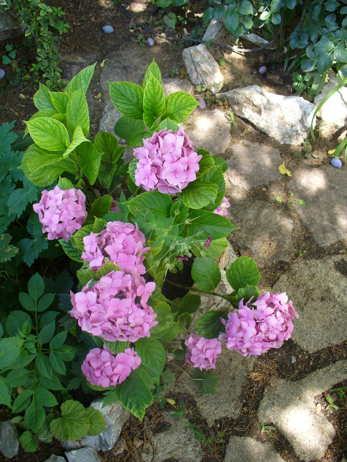 Hydrangea